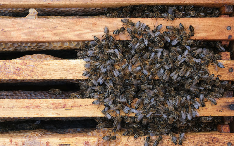 honigbienen_wintertraube